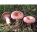 Мицелий Волнушки розовой / Волжанка (Lactarius torminosus)